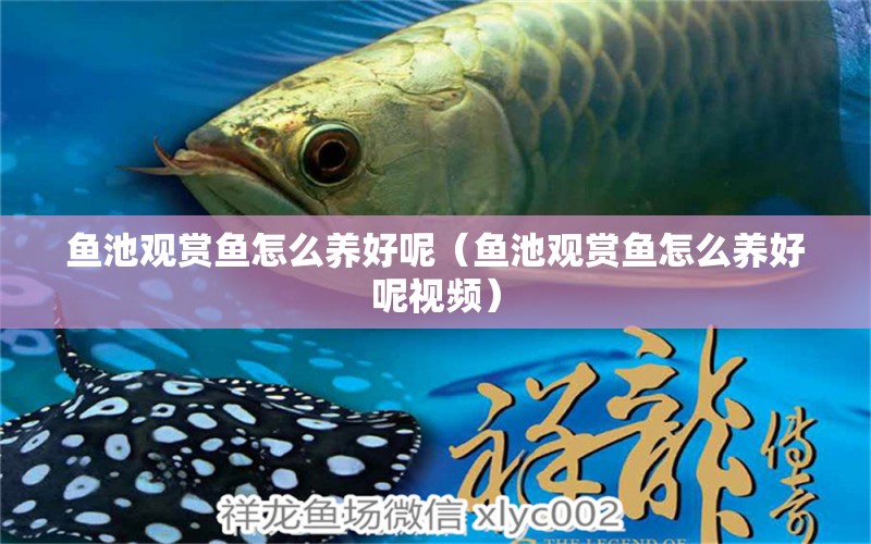 鱼池观赏鱼怎么养好呢（鱼池观赏鱼怎么养好呢视频） 祥龙水族医院