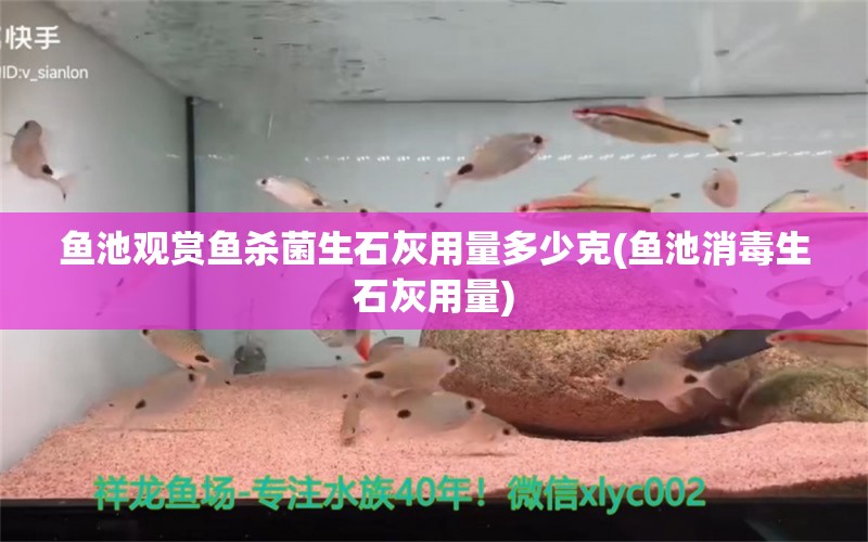 鱼池观赏鱼杀菌生石灰用量多少克(鱼池消毒生石灰用量)