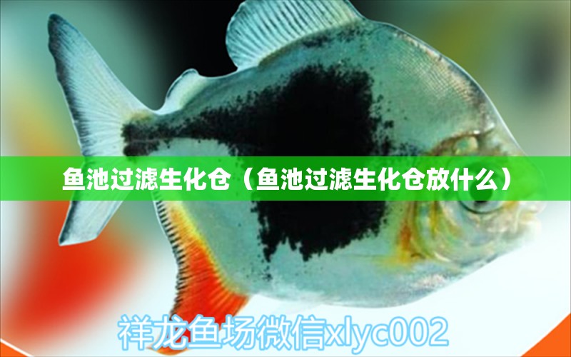 鱼池过滤生化仓（鱼池过滤生化仓放什么）