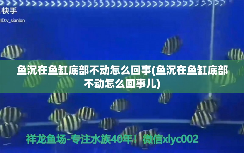 鱼沉在鱼缸底部不动怎么回事(鱼沉在鱼缸底部不动怎么回事儿)