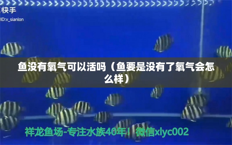 鱼没有氧气可以活吗（鱼要是没有了氧气会怎么样） 南美异型鱼