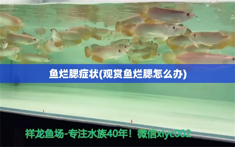 鱼烂腮症状(观赏鱼烂腮怎么办)