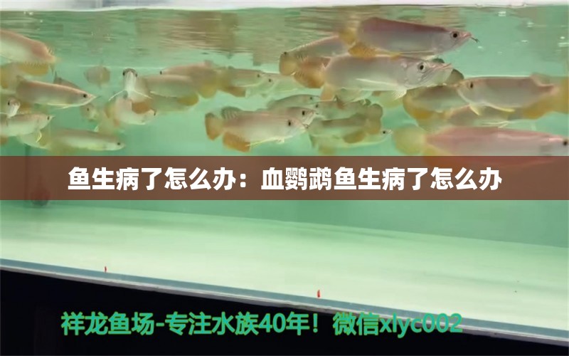 鱼生病了怎么办：血鹦鹉鱼生病了怎么办