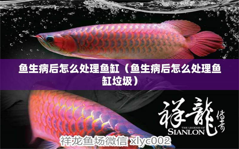 鱼生病后怎么处理鱼缸（鱼生病后怎么处理鱼缸垃圾） 祥龙水族医院