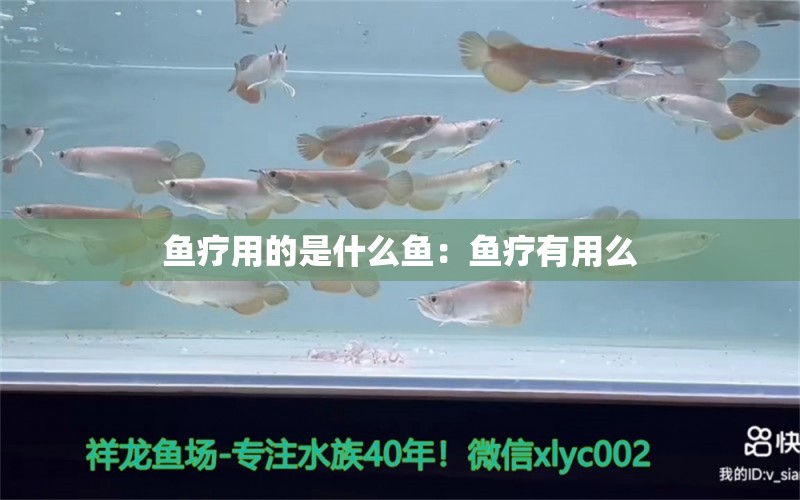 鱼疗用的是什么鱼：鱼疗有用么 观赏鱼