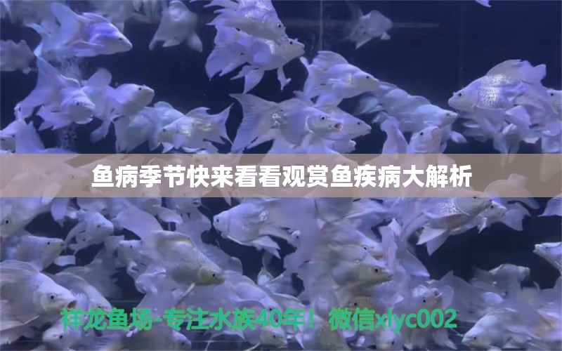 鱼病季节快来看看观赏鱼疾病大解析 观赏鱼疾病