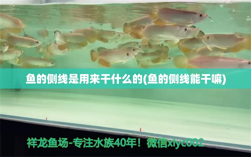 鱼的侧线是用来干什么的(鱼的侧线能干嘛) 观赏鱼