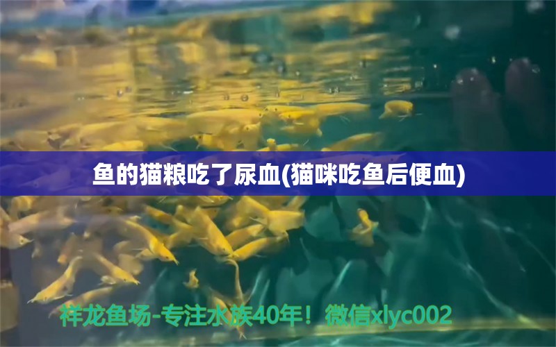 鱼的猫粮吃了尿血(猫咪吃鱼后便血) 一眉道人鱼