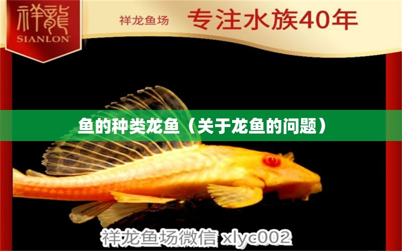 鱼的种类龙鱼（关于龙鱼的问题） 水族问答 第2张