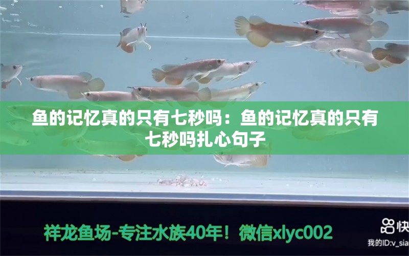 鱼的记忆真的只有七秒吗：鱼的记忆真的只有七秒吗扎心句子 朱巴利鱼苗