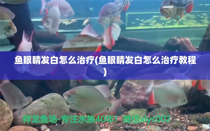 鱼眼睛发白怎么治疗(鱼眼睛发白怎么治疗教程) 鱼缸定做