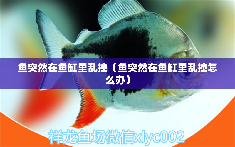 鱼突然在鱼缸里乱撞（鱼突然在鱼缸里乱撞怎么办） 祥龙水族医院