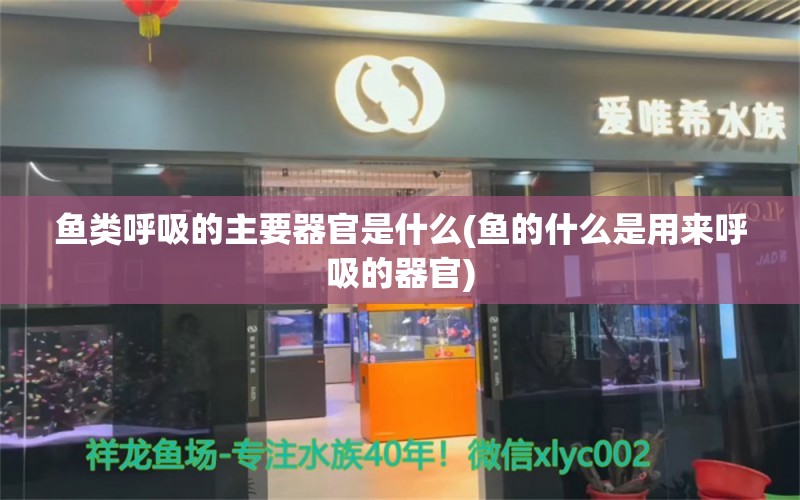 鱼类呼吸的主要器官是什么(鱼的什么是用来呼吸的器官) 白子银龙苗（黄化银龙苗）