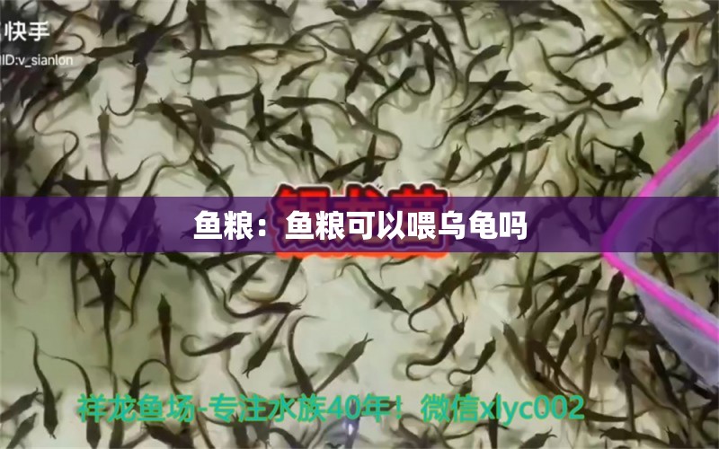 鱼粮：鱼粮可以喂乌龟吗 乌龟