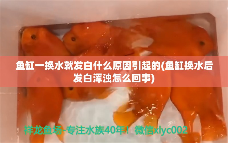 鱼缸一换水就发白什么原因引起的(鱼缸换水后发白浑浊怎么回事) 祥龙龙鱼鱼粮