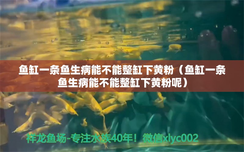 鱼缸一条鱼生病能不能整缸下黄粉（鱼缸一条鱼生病能不能整缸下黄粉呢）