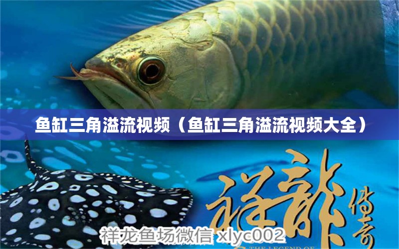 鱼缸三角溢流视频（鱼缸三角溢流视频大全） 祥龙水族医院