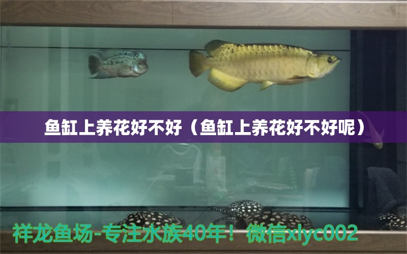 鱼缸上养花好不好（鱼缸上养花好不好呢） 祥龙水族医院