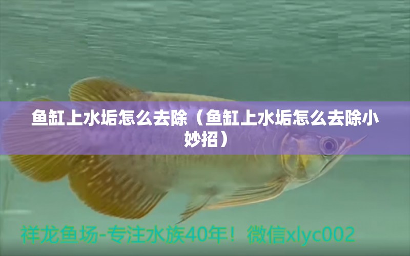 鱼缸上水垢怎么去除（鱼缸上水垢怎么去除小妙招） 祥龙水族医院