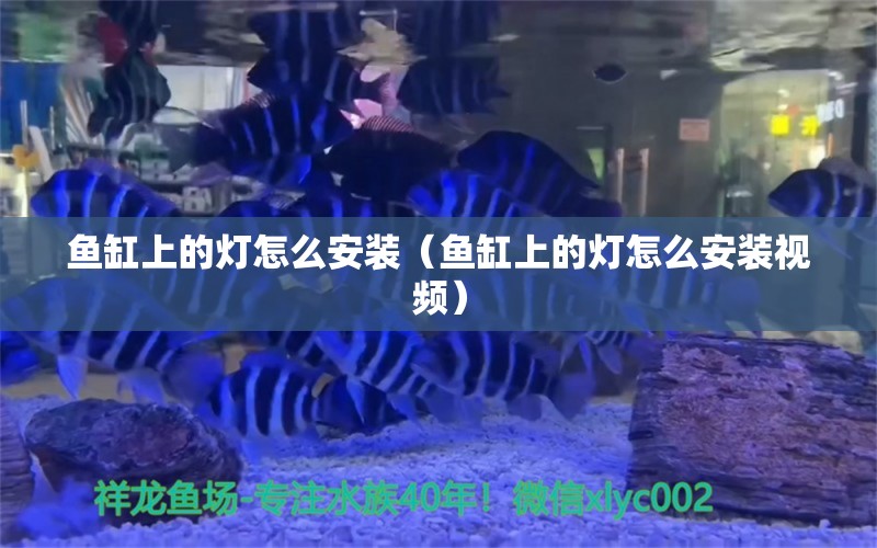 鱼缸上的灯怎么安装（鱼缸上的灯怎么安装视频） 祥龙鱼场