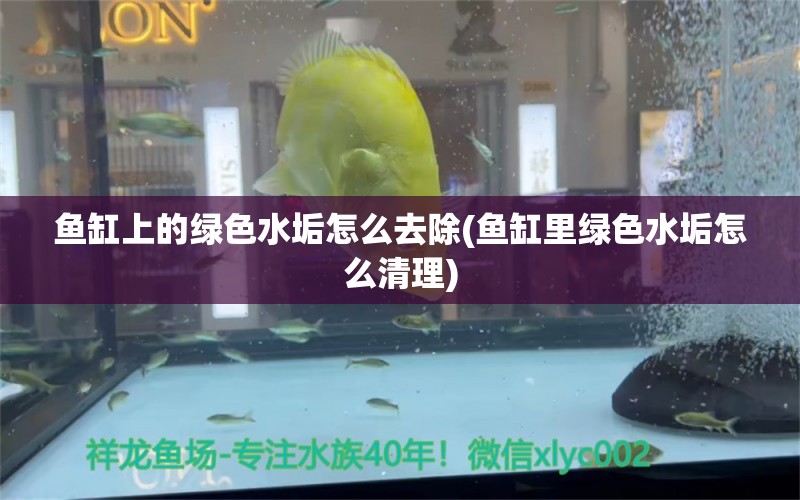 鱼缸上的绿色水垢怎么去除(鱼缸里绿色水垢怎么清理)