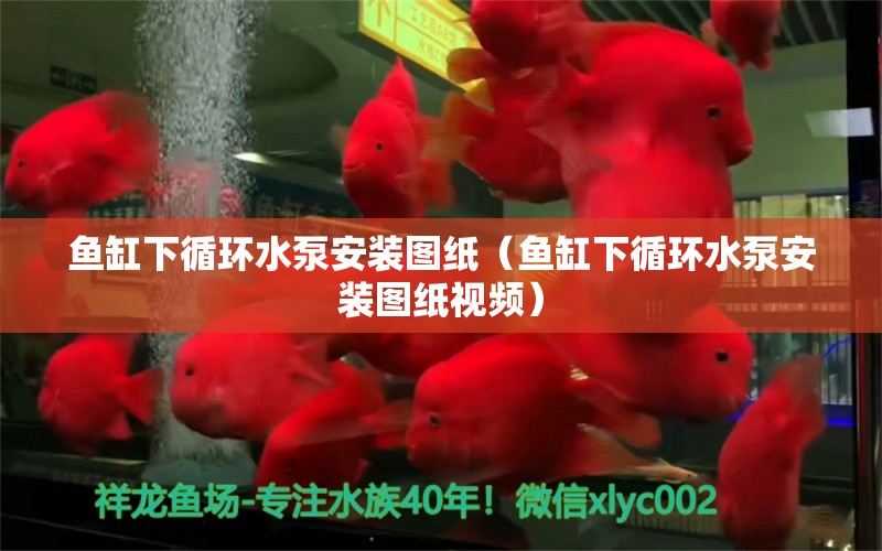 鱼缸下循环水泵安装图纸（鱼缸下循环水泵安装图纸视频）