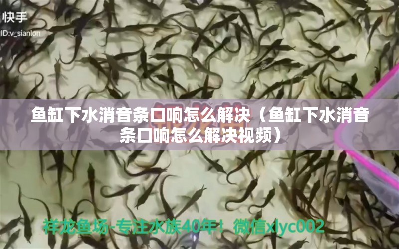 鱼缸下水消音条口响怎么解决（鱼缸下水消音条口响怎么解决视频） 黑桃A鱼苗