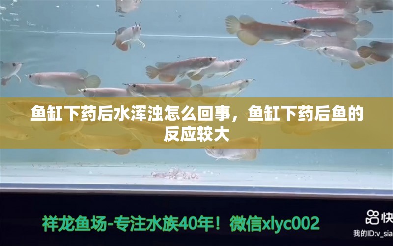 鱼缸下药后水浑浊怎么回事，鱼缸下药后鱼的反应较大 养鱼知识