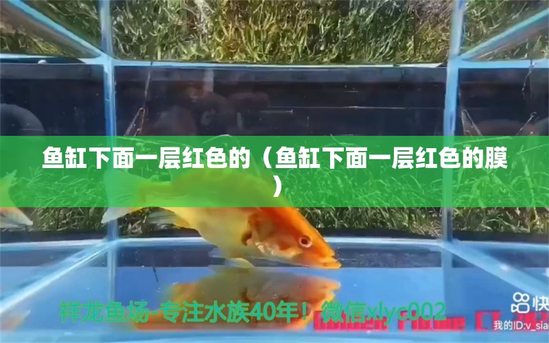 鱼缸下面一层红色的（鱼缸下面一层红色的膜）