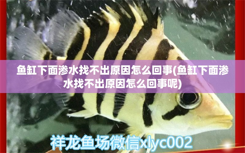 鱼缸下面渗水找不出原因怎么回事(鱼缸下面渗水找不出原因怎么回事呢) 白子银龙鱼苗