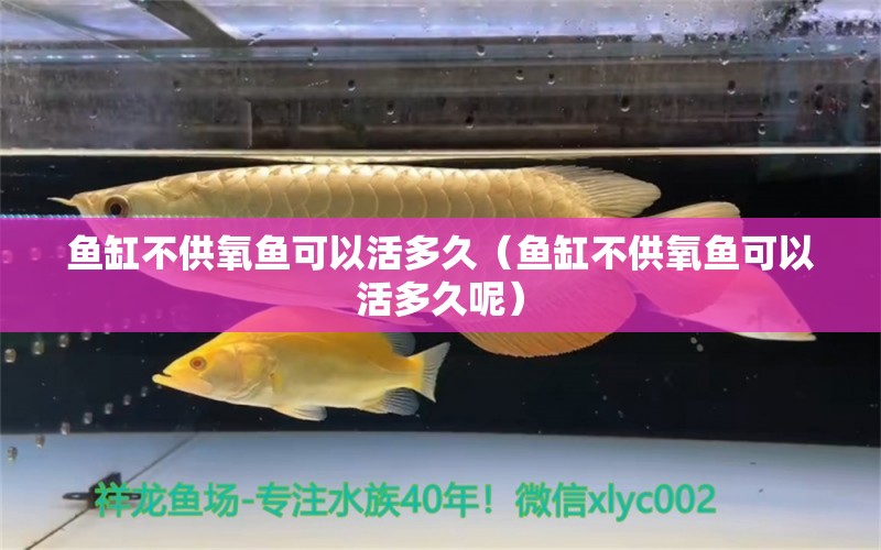 鱼缸不供氧鱼可以活多久（鱼缸不供氧鱼可以活多久呢）