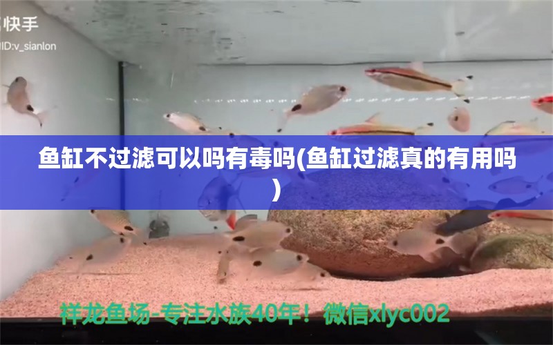 鱼缸不过滤可以吗有毒吗(鱼缸过滤真的有用吗) 祥龙金禾金龙鱼