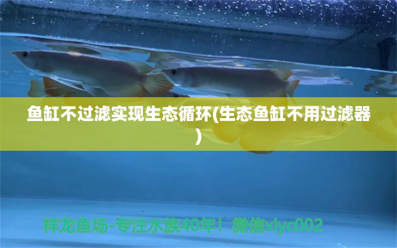 鱼缸不过滤实现生态循环(生态鱼缸不用过滤器) 祥龙水族滤材/器材 第1张