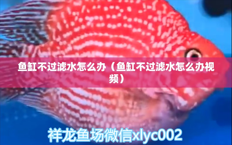 鱼缸不过滤水怎么办（鱼缸不过滤水怎么办视频） 祥龙水族医院