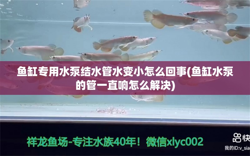 鱼缸专用水泵结水管水变小怎么回事(鱼缸水泵的管一直响怎么解决)