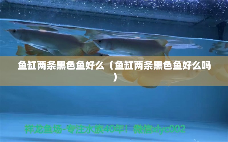 鱼缸两条黑色鱼好么（鱼缸两条黑色鱼好么吗） 观赏鱼水族批发市场