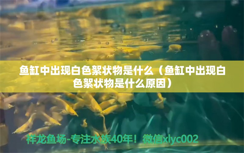 鱼缸中出现白色絮状物是什么（鱼缸中出现白色絮状物是什么原因）