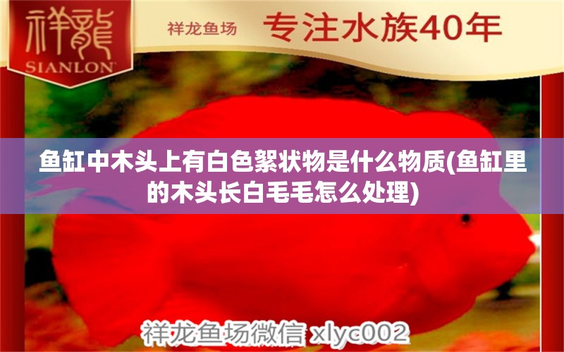 鱼缸中木头上有白色絮状物是什么物质(鱼缸里的木头长白毛毛怎么处理)