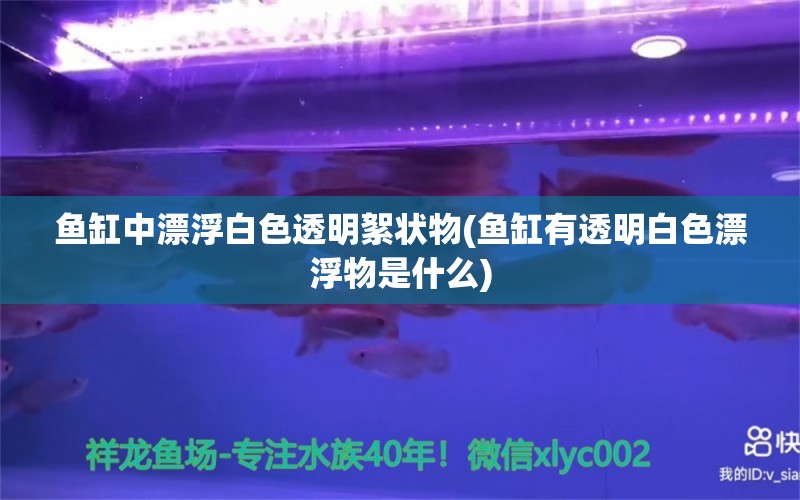 鱼缸中漂浮白色透明絮状物(鱼缸有透明白色漂浮物是什么) 除藻剂 第1张