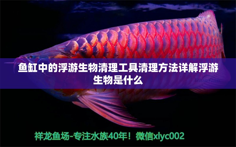 鱼缸中的浮游生物清理工具清理方法详解浮游生物是什么 球鲨鱼