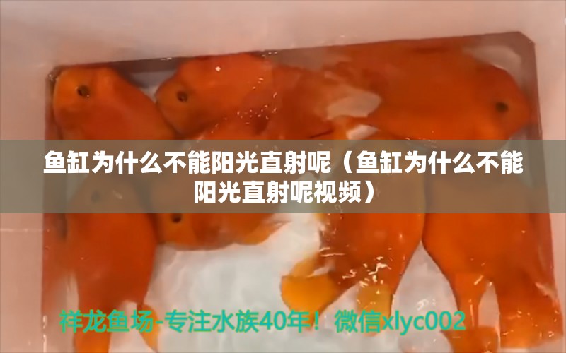 鱼缸为什么不能阳光直射呢（鱼缸为什么不能阳光直射呢视频） 战车红龙鱼