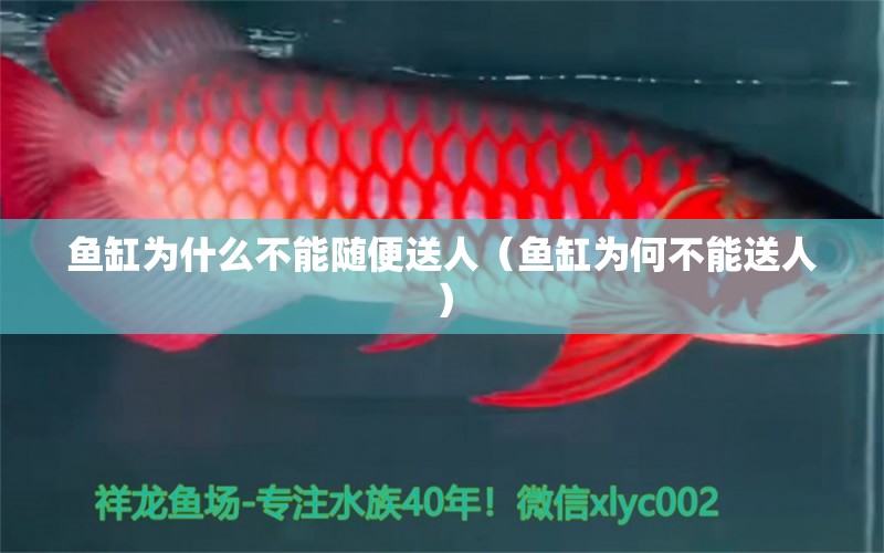 鱼缸为什么不能随便送人（鱼缸为何不能送人） 广州观赏鱼批发市场