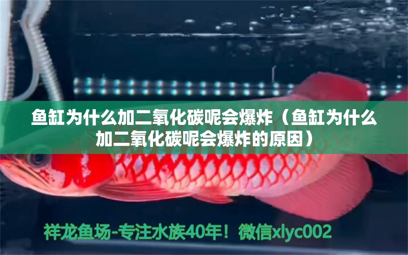 鱼缸为什么加二氧化碳呢会爆炸（鱼缸为什么加二氧化碳呢会爆炸的原因） 锦鲤池鱼池建设