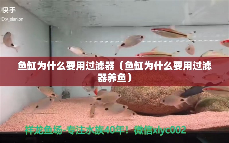 鱼缸为什么要用过滤器（鱼缸为什么要用过滤器养鱼）