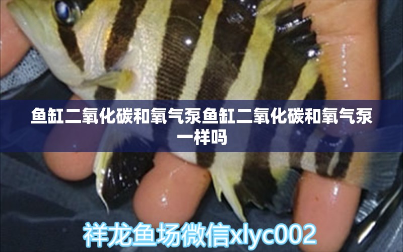 鱼缸二氧化碳和氧气泵鱼缸二氧化碳和氧气泵一样吗