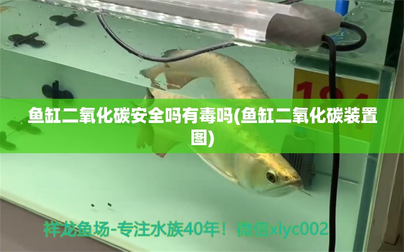 鱼缸二氧化碳安全吗有毒吗(鱼缸二氧化碳装置图) 二氧化碳设备