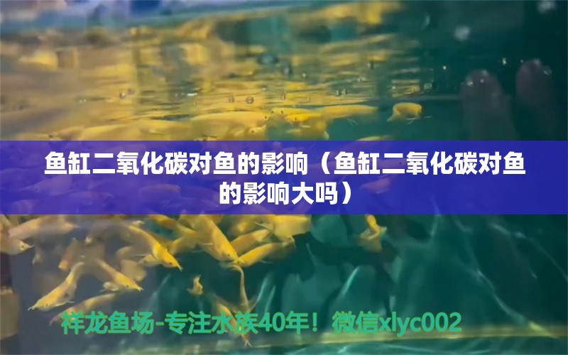 鱼缸二氧化碳对鱼的影响（鱼缸二氧化碳对鱼的影响大吗） 二氧化碳设备