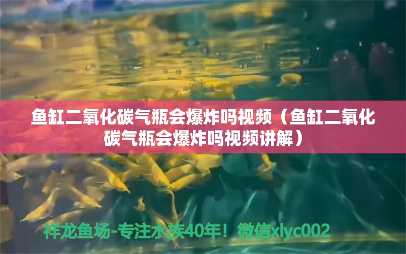 鱼缸二氧化碳气瓶会爆炸吗视频（鱼缸二氧化碳气瓶会爆炸吗视频讲解）