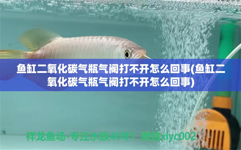 鱼缸二氧化碳气瓶气阀打不开怎么回事(鱼缸二氧化碳气瓶气阀打不开怎么回事) 二氧化碳设备