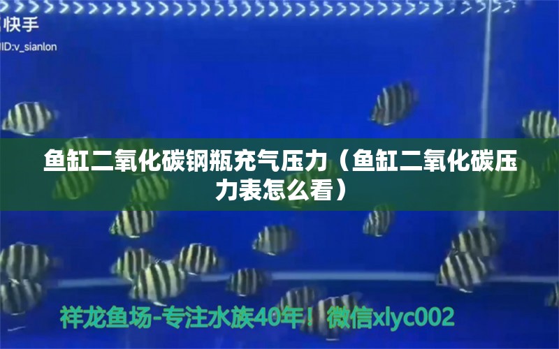 鱼缸二氧化碳钢瓶充气压力（鱼缸二氧化碳压力表怎么看）